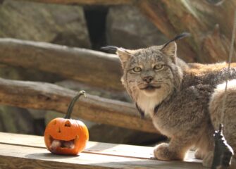 Salisbury Zoo Announces Fall Lineup of Events Salisbury Zoo Announces Fall Lineup of Events