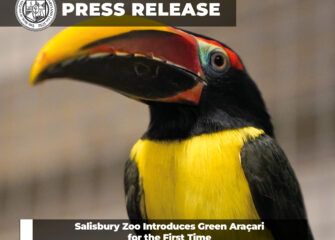 Salisbury Zoo Introduces Green Araçari for the First Time Salisbury Zoo Introduces Green Araçari for the First Time