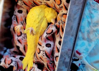 Wor-Wic Arts Journal Earns National Accolades Wor-Wic Arts Journal Earns National Accolades