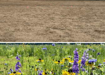 Lower Shore Land Trust Expands Yards for Creation Meadow Program, Invites Community Sites to Apply Lower Shore Land Trust Expands Yards for Creation Meadow Program, Invites Community Sites to Apply