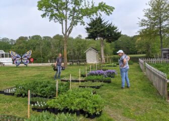 Lower Shore Land Trust Announces Opening Date for Annual Online Native Plant Sale Lower Shore Land Trust Announces Opening Date for Annual Online Native Plant Sale